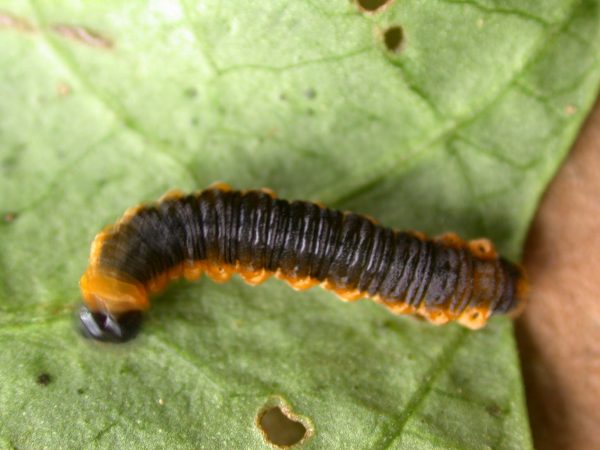 Oleria fasciata 5th instar, KRW-175