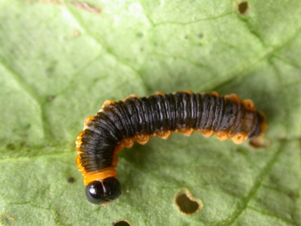 Oleria fasciata 5th instar, KRW-175