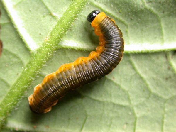 Oleria fasciata 5th instar, KRW-175