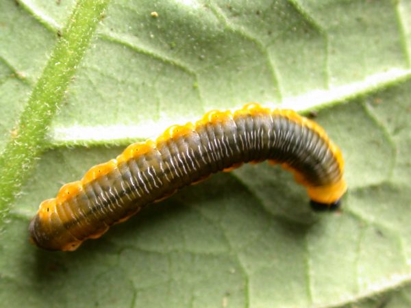 Oleria fasciata 5th instar, KRW-175