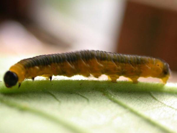 Oleria fasciata 5th instar, KRW-175
