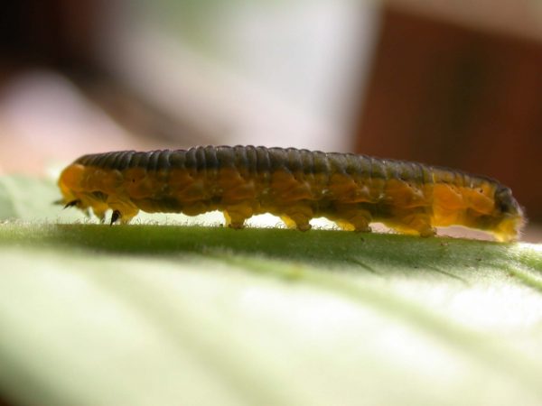 Oleria fasciata 5th instar, KRW-175