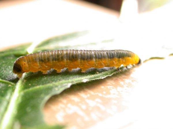 Oleria fasciata 5th instar, KRW-175