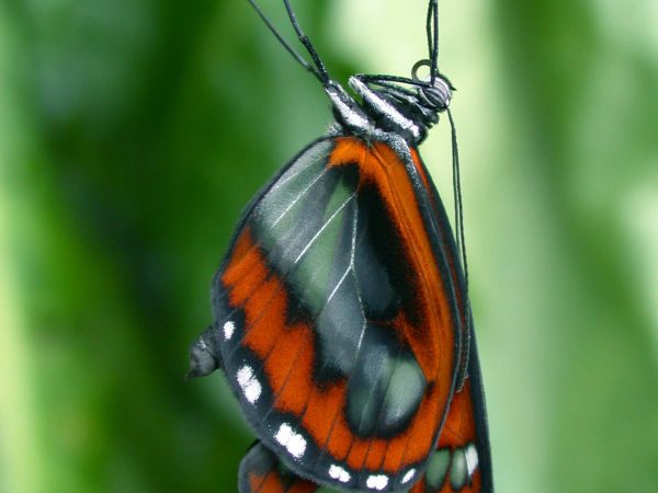 Oleria fasciata adult, KRW-175