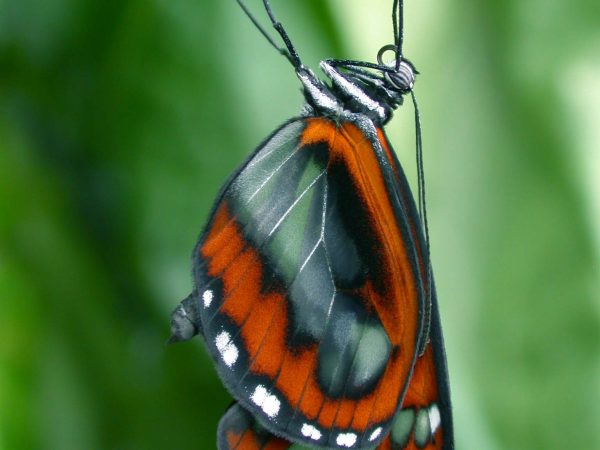 Oleria fasciata adult, KRW-175