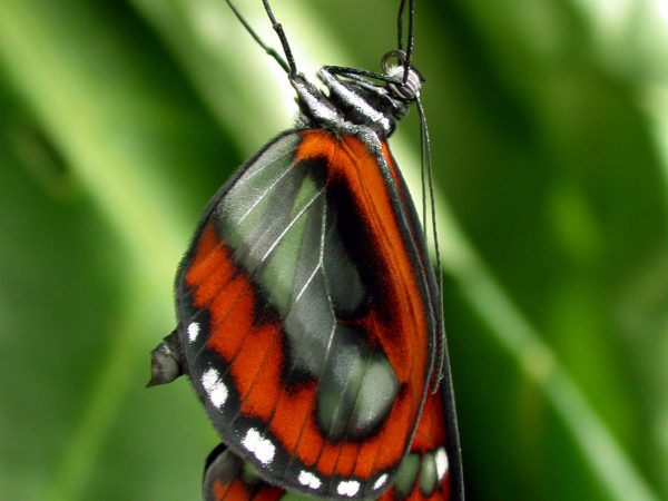 Oleria fasciata adult, KRW-175