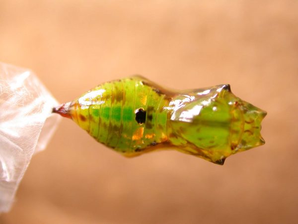 Oleria fasciata pupa dorsal, KRW-175