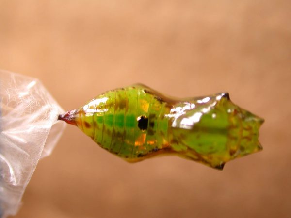 Oleria fasciata pupa dorsal, KRW-175