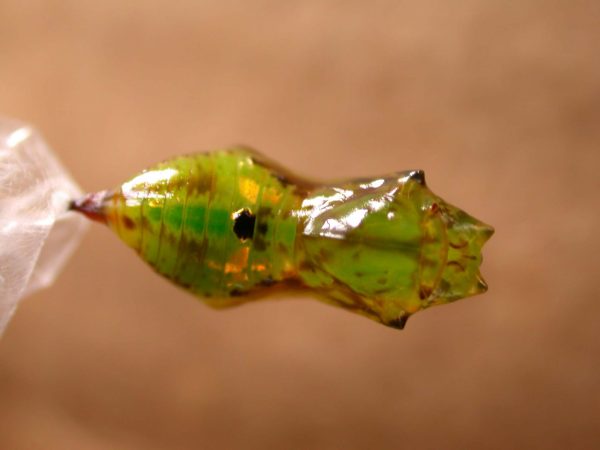 Oleria fasciata pupa dorsal, KRW-175