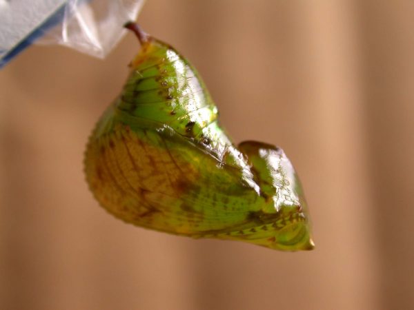 Oleria fasciata pupa lateral, KRW-175