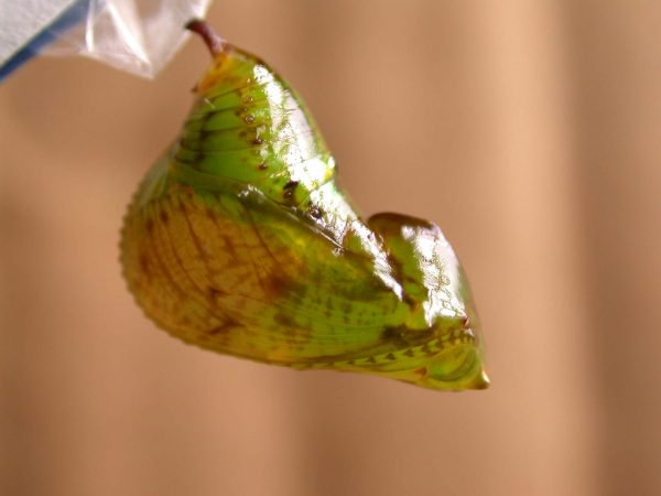 Oleria fasciata pupa lateral, KRW-175