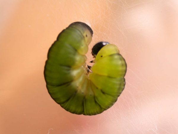 Oleria fasciata prepupa, KRW-175