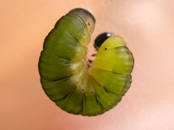 Oleria fasciata prepupa, KRW-175