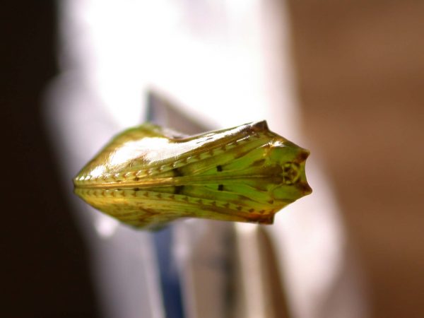 Oleria fasciata pupa ventral, KRW-175