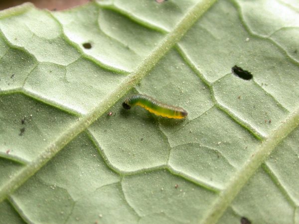 Oleria santineza 2nd instar, KRW-161
