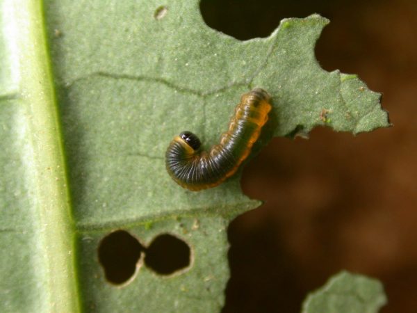 Oleria santineza 3rd instar, KRW-161