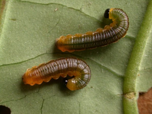 Oleria santineza 4th instar or 5th