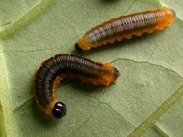 Oleria santineza 4th instar or 5th instar, KRW-161