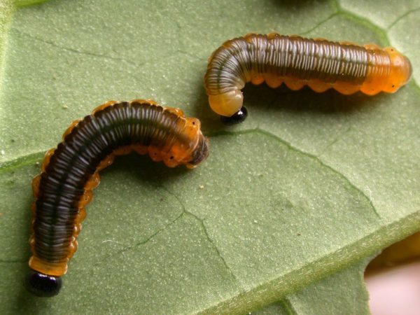 Oleria santineza 4th instar or 5th instar, KRW-161