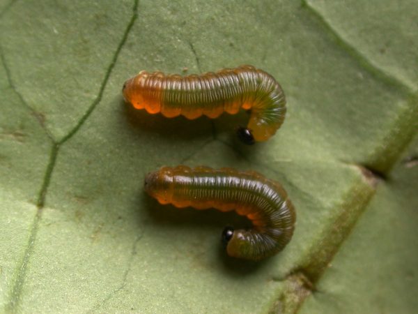 Oleria santineza 4th instar, KRW-161