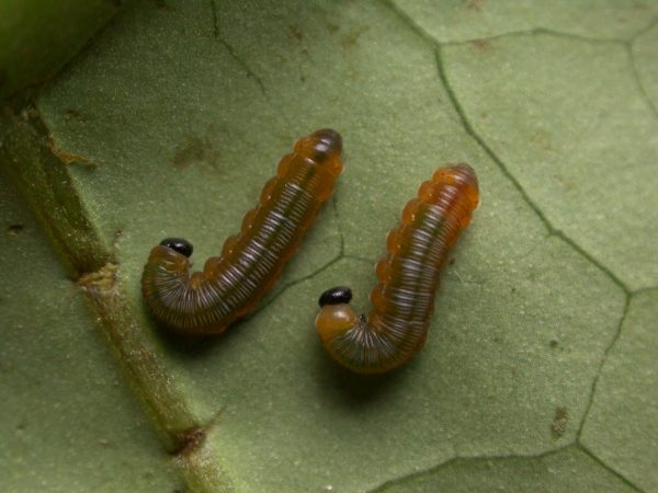 Oleria santineza 4th instar, KRW-161