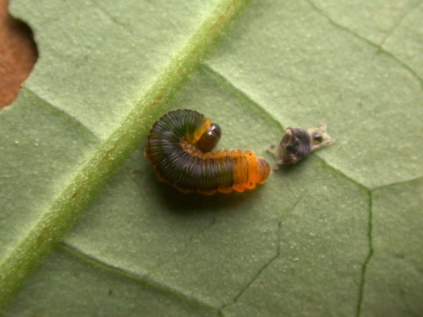 Oleria santineza 5th instar, KRW-161