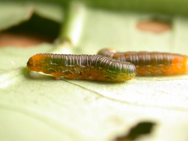 Oleria santineza 5th instar, KRW-161