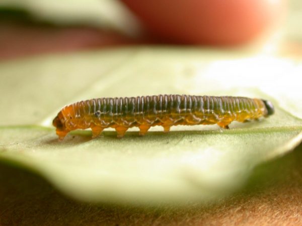 Oleria santineza 5th instar, KRW-161