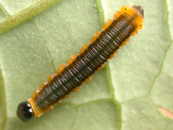 Oleria santineza 5th instar, KRW-161