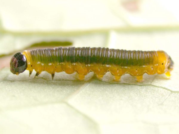 Oleria santineza 5th instar, KRW-161