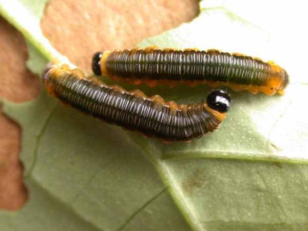 Oleria santineza 5th instar, KRW-161