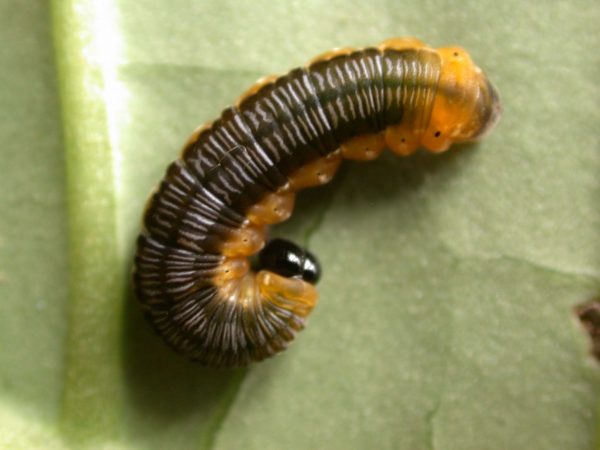 Oleria santineza 5th instar, KRW-161