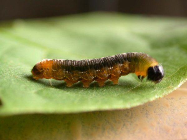 Oleria santineza 5th instar, KRW-161