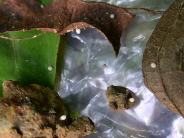 Oleria santineza egg, KRW-161