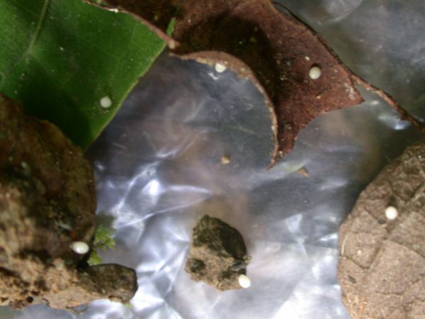 Oleria santineza egg, KRW-161