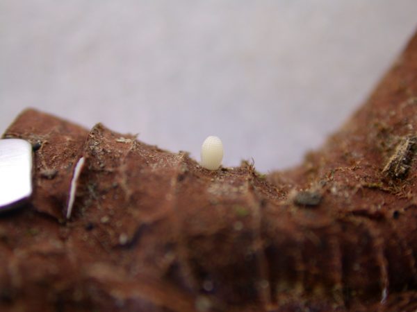 Oleria santineza egg, KRW-161
