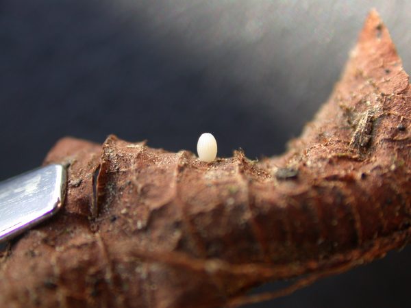 Oleria santineza egg, KRW-161