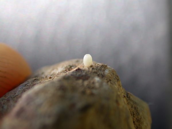 Oleria santineza egg, KRW-161