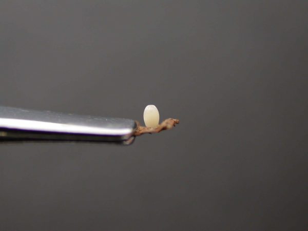 Oleria santineza egg, KRW-161