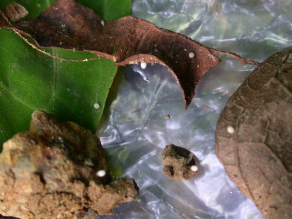 Oleria santineza egg,