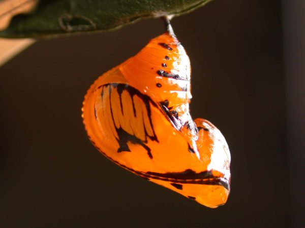 Oleria santineza pupa, KRW-161