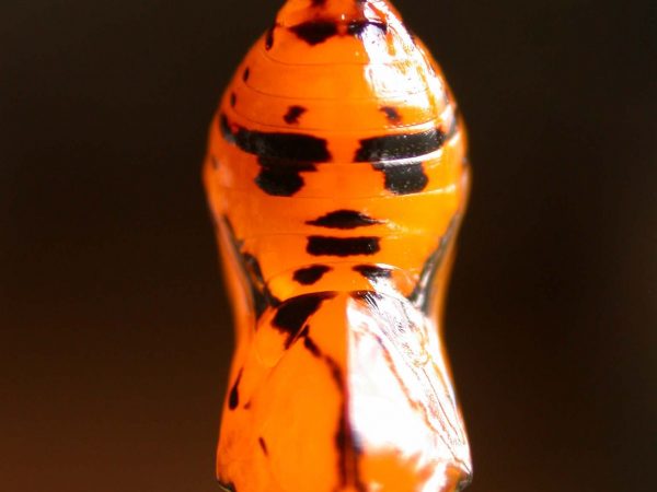 Oleria santineza pupa, KRW-161