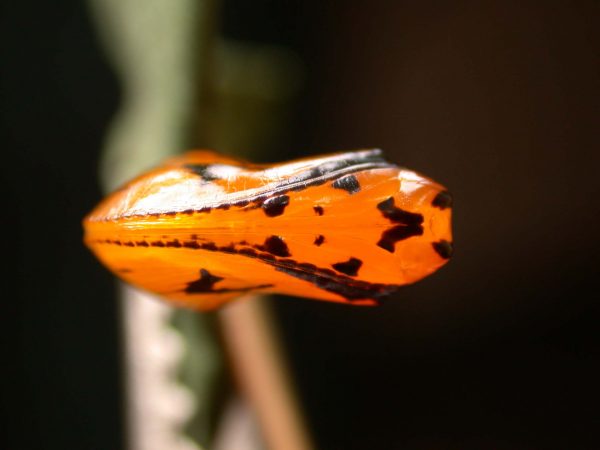 Oleria santineza pupa, KRW-161