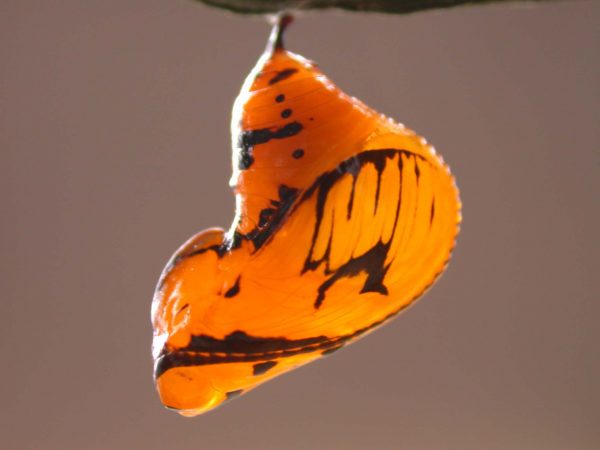 Oleria santineza pupa, KRW-161