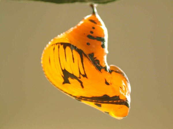 Oleria santineza pupa, KRW-161