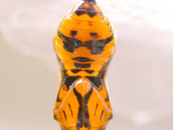 Oleria santineza pupa, KRW-161