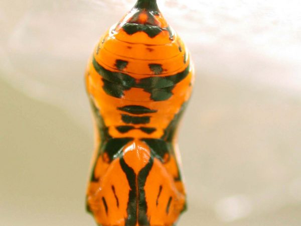 Oleria santineza pupa, KRW-161