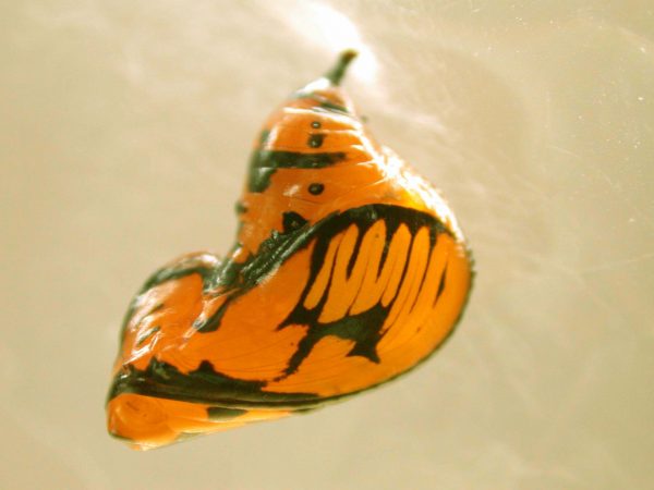 Oleria santineza pupa, KRW-161