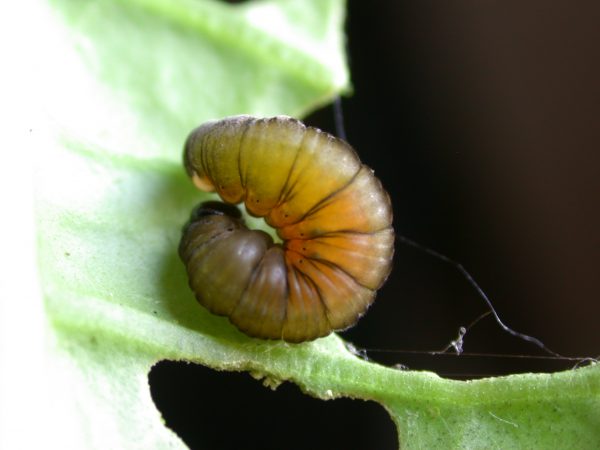 Oleria santineza prepupa,