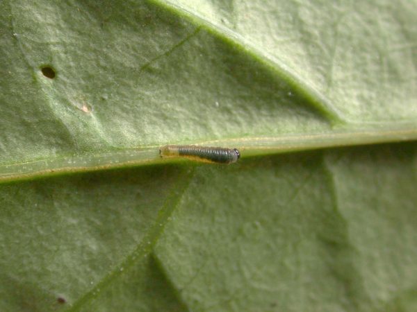 Patricia dercyllidas 2nd instar, KRW-273
